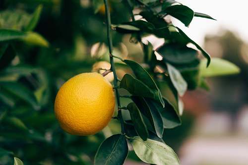 citrus fruit selective focus photography of orange fruit orange